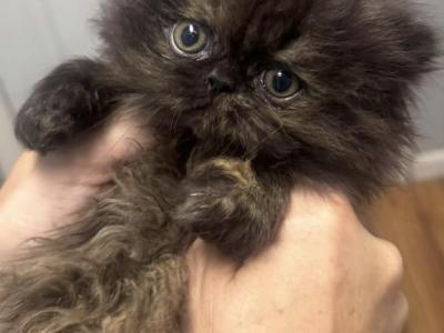 Baby - Persian - Gallery Photo #1