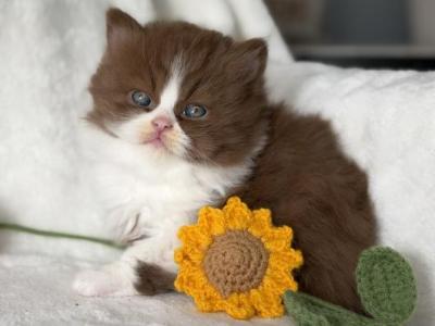 British Longhair Cinnamon Bicolor Boy - British Shorthair - Gallery Photo #1
