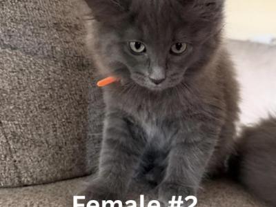 MaineCoons - Maine Coon - Gallery Photo #1