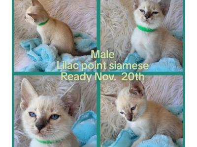 Lilac Point Siamese Male - Siamese - Gallery Photo #1