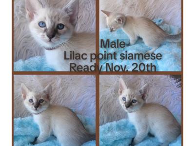 Lilac Point Siamese Male Brown Collar - Siamese - Gallery Photo #1