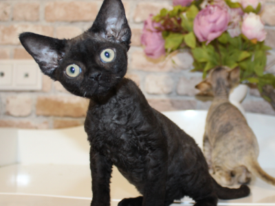 Devon Rex Black Male And Female - Devon Rex - Gallery Photo #1