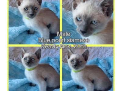 Blue Point Male Yellow Collar - Siamese - Gallery Photo #1