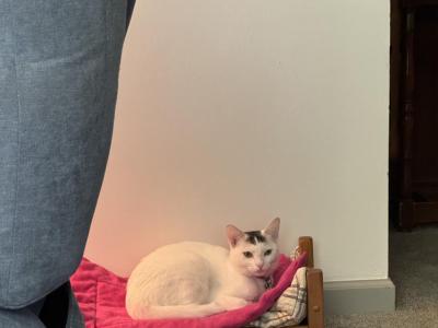 Kiki - American Shorthair - Gallery Photo #1