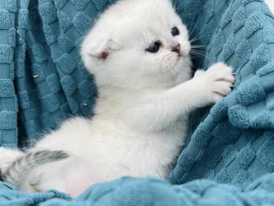 Silver Kittens - Scottish Fold - Gallery Photo #1