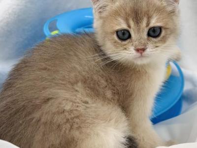 White Gold - British Shorthair - Gallery Photo #1