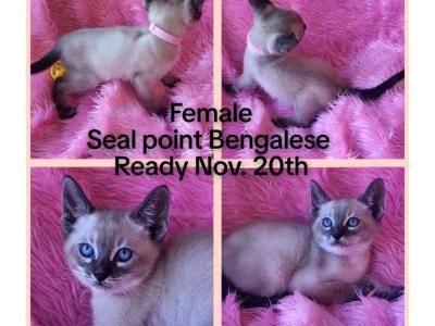 Seal Point Bengalese - Bengal - Gallery Photo #1