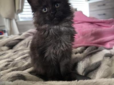 Black Smoke - Maine Coon - Gallery Photo #1