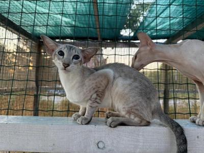 Gisele Marbleficent - Siamese - Gallery Photo #1