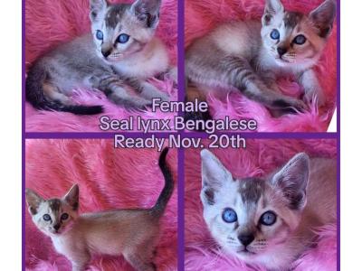 Seal Lynx Bengalese Female - Bengal - Gallery Photo #1
