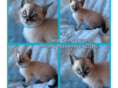 Seal Point Bengalese Teal Collar - Siamese - Gallery Photo #1