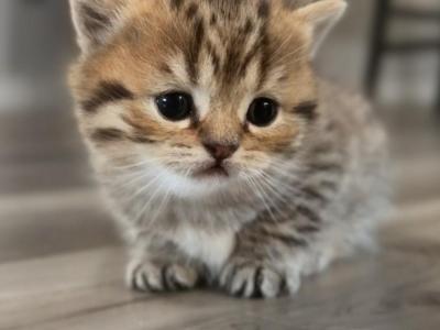 Remy - British Shorthair - Gallery Photo #1