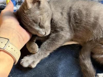 Blue - Russian Blue - Gallery Photo #1