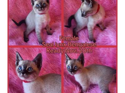 Female Seal Lynx Bengalese Red Collar - Bengal - Gallery Photo #1