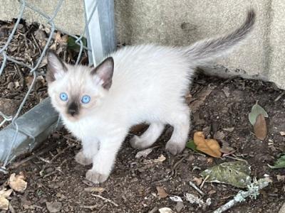 BOY SIAMESE SEPT 26 - Siamese - Gallery Photo #1