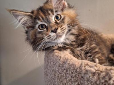 Brown Tortie Female Pair - Maine Coon - Gallery Photo #1