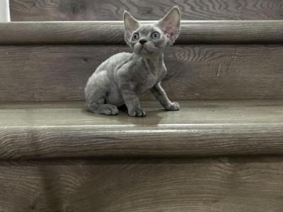 Rex - Devon Rex - Gallery Photo #1