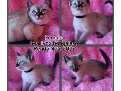 Female Seal Lynx Bengalese - Siamese - Gallery Photo #1