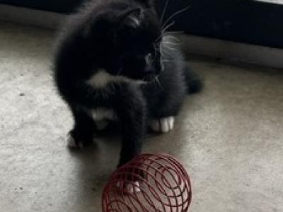 BLACK MANX BOY - Manx - Gallery Photo #1