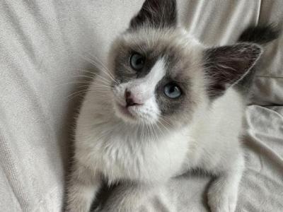 Blue Point With White Markings Siamese - Siamese - Gallery Photo #1