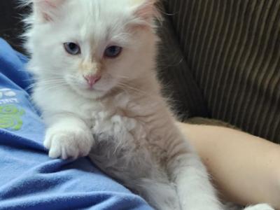 Waffle - Domestic - Gallery Photo #1