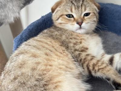 Tilly - Scottish Fold - Gallery Photo #1