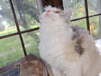 Daniela Ragdoll Shorthair - Ragdoll - Gallery Photo #1