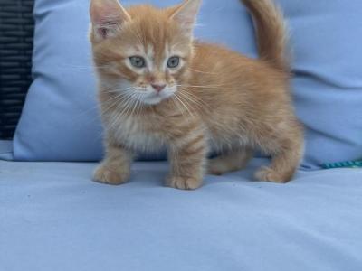 Firecracker - Munchkin - Gallery Photo #1