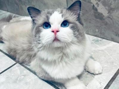 Ken - Ragdoll - Gallery Photo #1