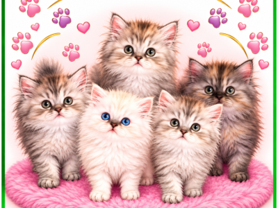 Nube's Litter - Persian - Gallery Photo #1