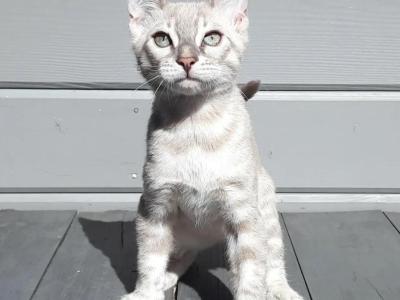Lumi - Bengal - Gallery Photo #1