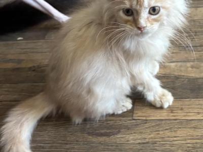 Mushu - Maine Coon - Gallery Photo #1