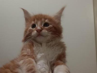 Chewy - Maine Coon - Gallery Photo #1