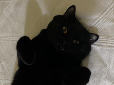 Mash - British Shorthair - Gallery Photo #1