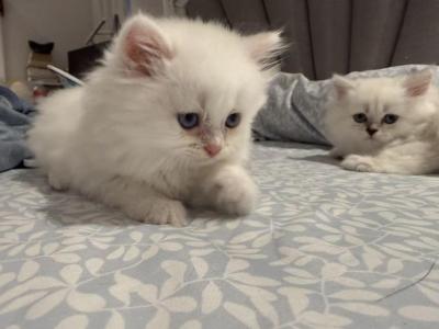 Beautiful White & Gray Persian Kittens - Persian - Gallery Photo #1