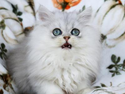 Arlo - Persian - Gallery Photo #1