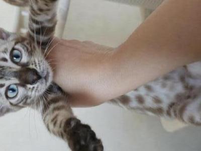 Ayla - Bengal - Gallery Photo #1