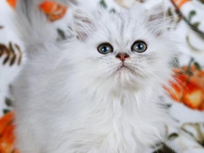 Liam - Persian - Gallery Photo #1