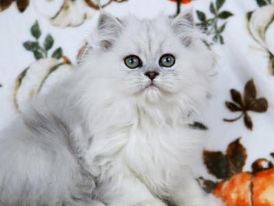 Lila - Persian - Gallery Photo #1