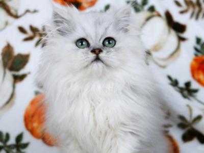 Lily - Persian - Gallery Photo #1