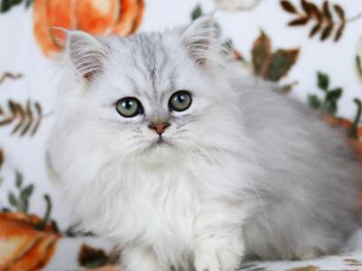 Luka - Persian - Gallery Photo #1