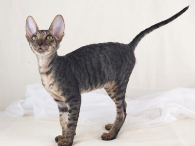 Verenas Rex  Paul - Cornish Rex - Gallery Photo #1