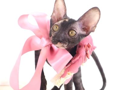 Verenas Rex Olly - Cornish Rex - Gallery Photo #1