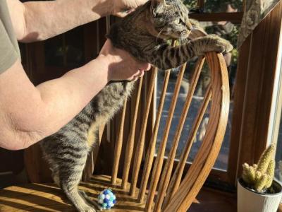 Forest - American Bobtail - Gallery Photo #1