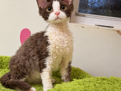 Dora - Devon Rex - Gallery Photo #1