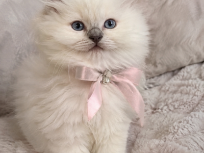 SalemandCeleste - Ragdoll - Gallery Photo #1