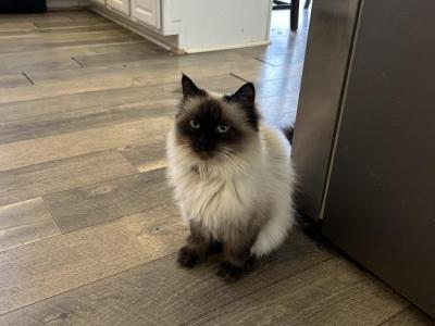 Isla - Ragdoll - Gallery Photo #1