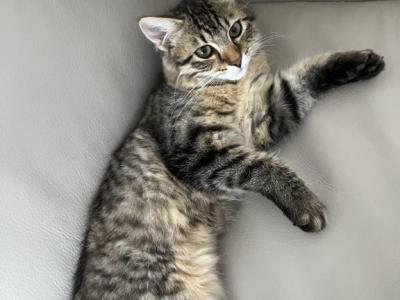 American Bobtail - American Bobtail - Gallery Photo #1
