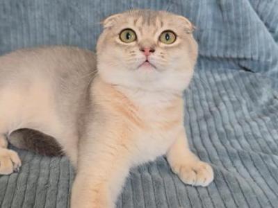 Masha - Scottish Fold - Gallery Photo #1