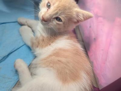 Callie's Kitten 1 - Domestic - Gallery Photo #1